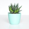 Succulent flowerpot